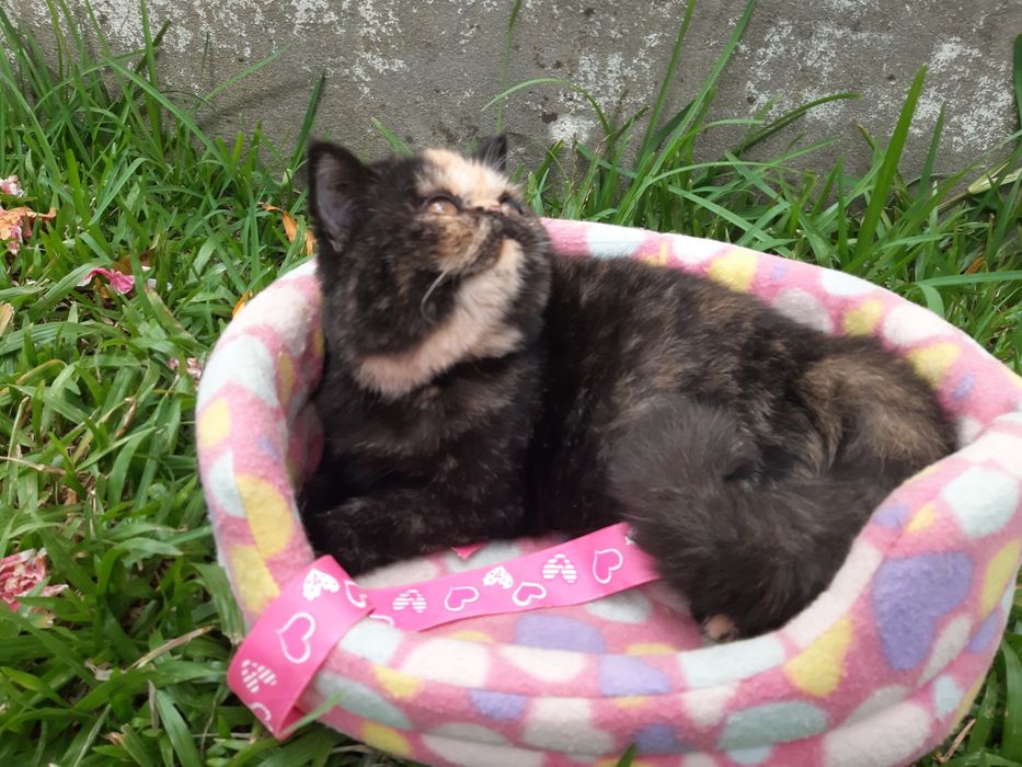 Gatinha tartaruga exótica