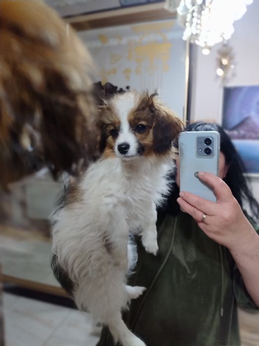 Папійон Фален дівчинка