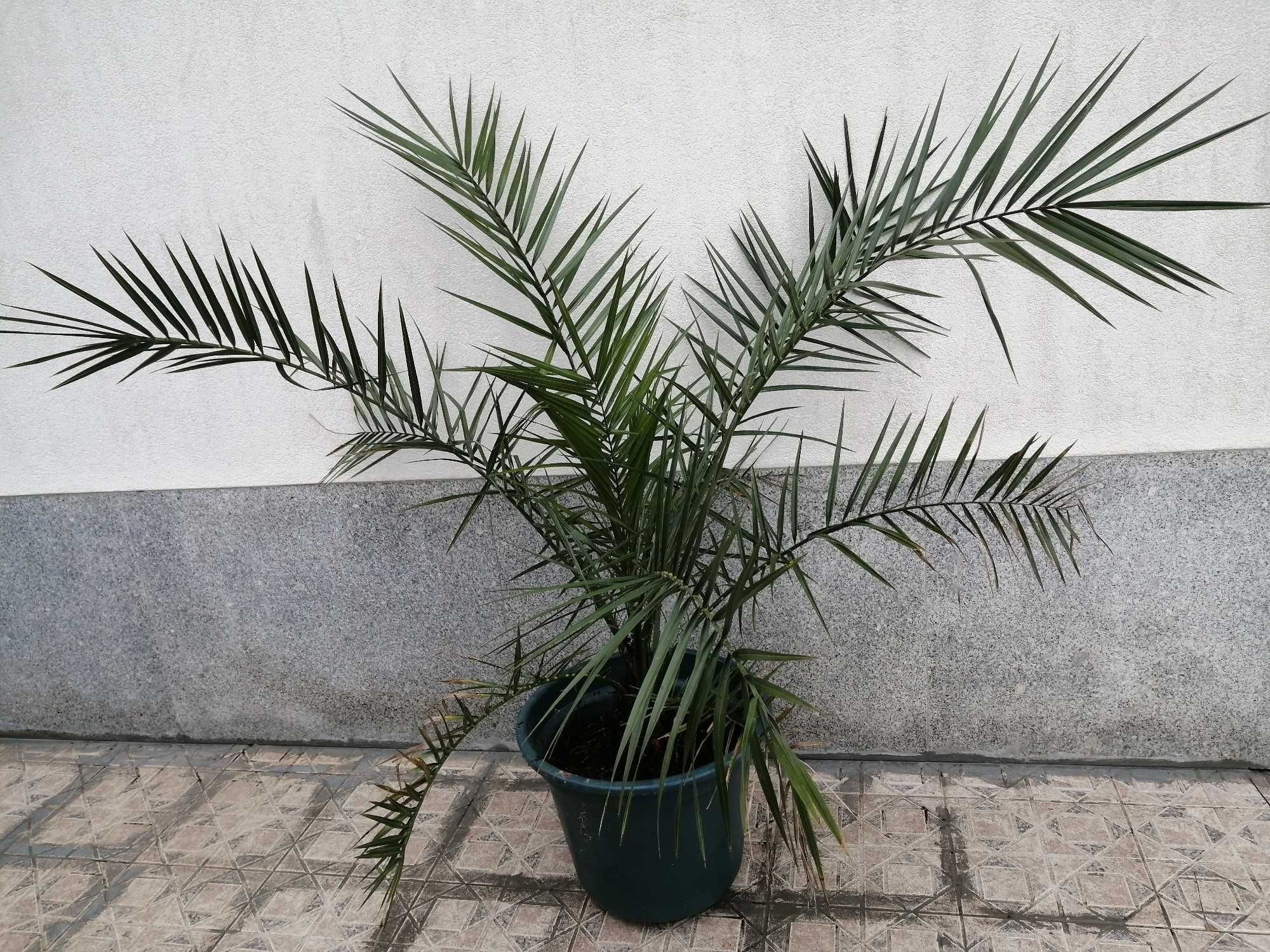 Palmeira vaso grande planta Gilbaldeira