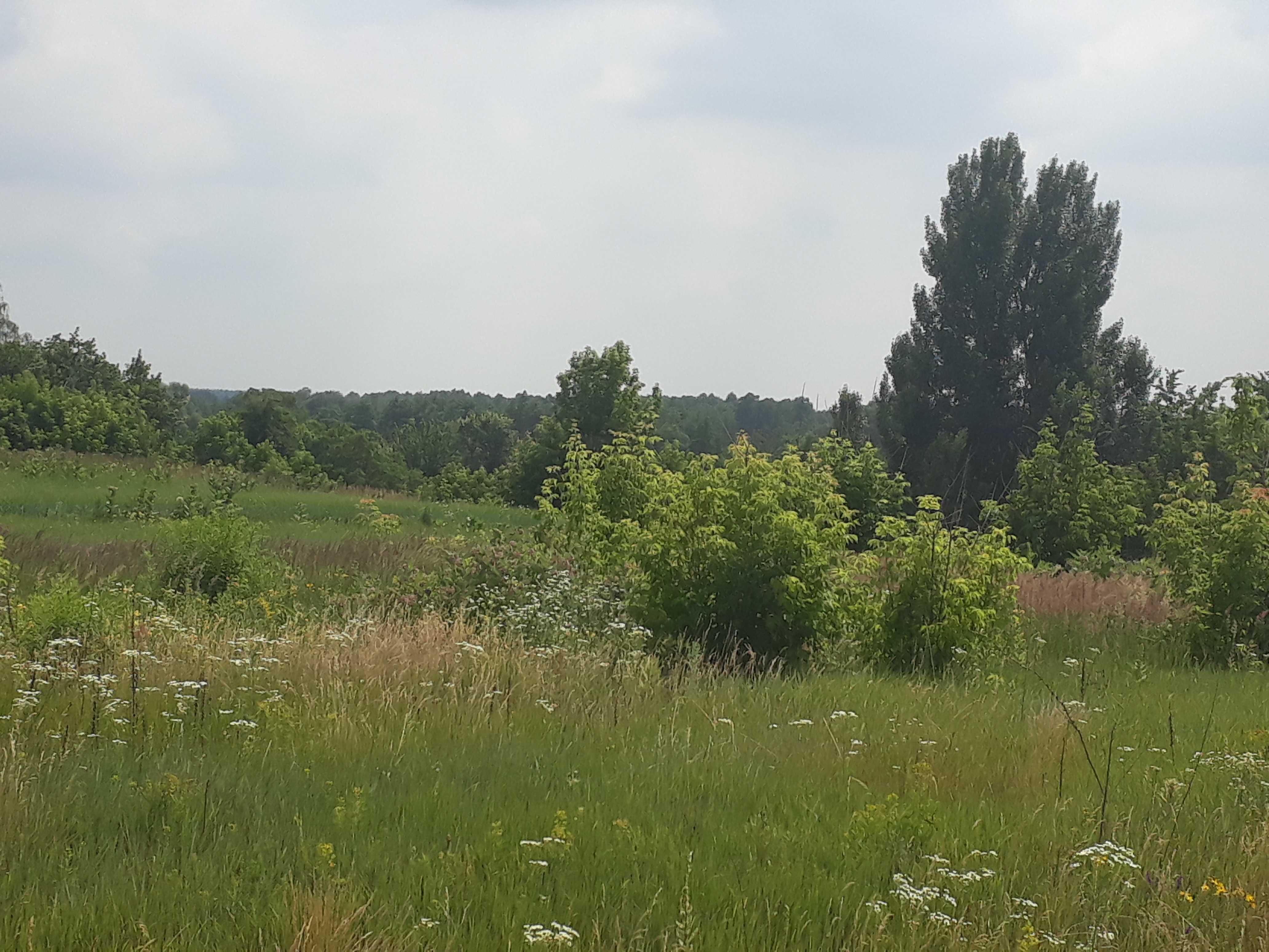 Продам землю в с. Проців, Бориспільський р-н, Київська обл.