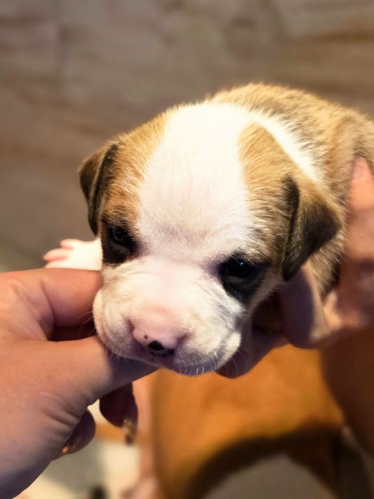 Mocny Efektowny Samiec American Staffordshire Terrier  AmstaffZKwP FCI