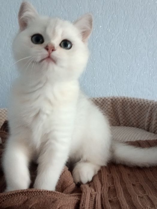 Чистокровний шотландець срібний