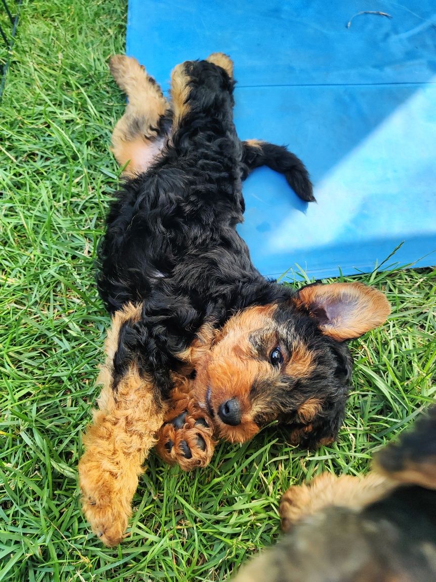 FCI Szczeniak Terier Walijski ZkwP Welsh terrier