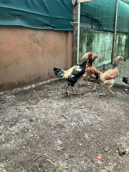 Vendo trio de índio gigantes