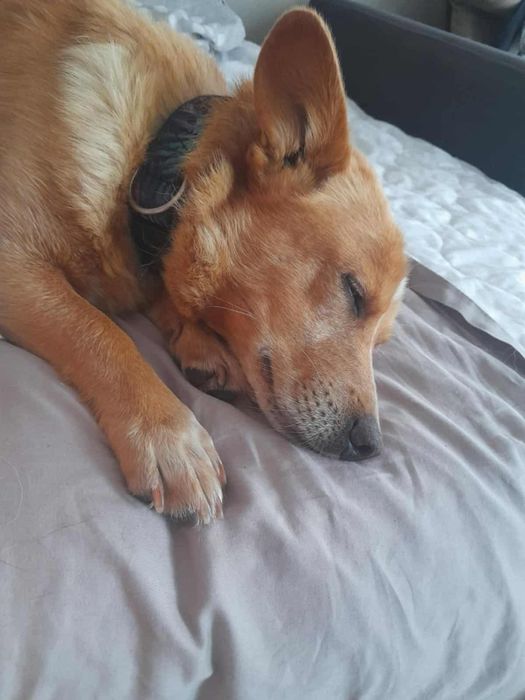 Oddam za darmo- Uroczy Kajtuś szuka domu (Adopcja)