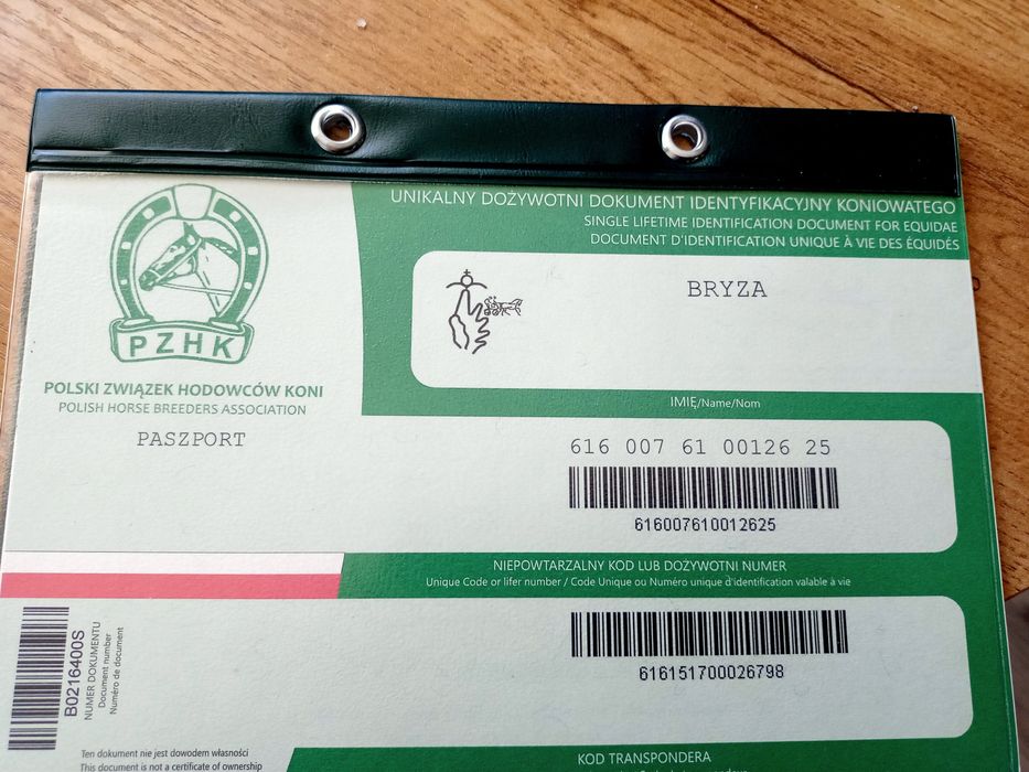 Klacz wielkopolska odsadek