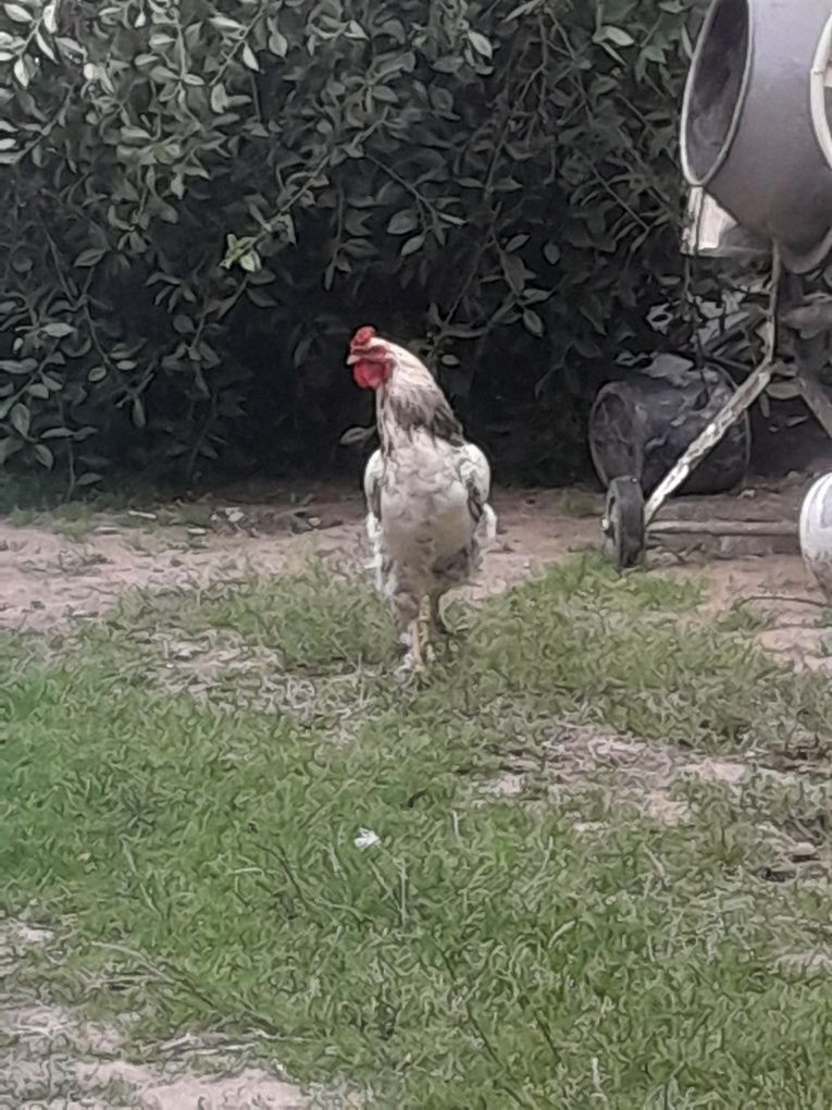 Kogut biały odchowany