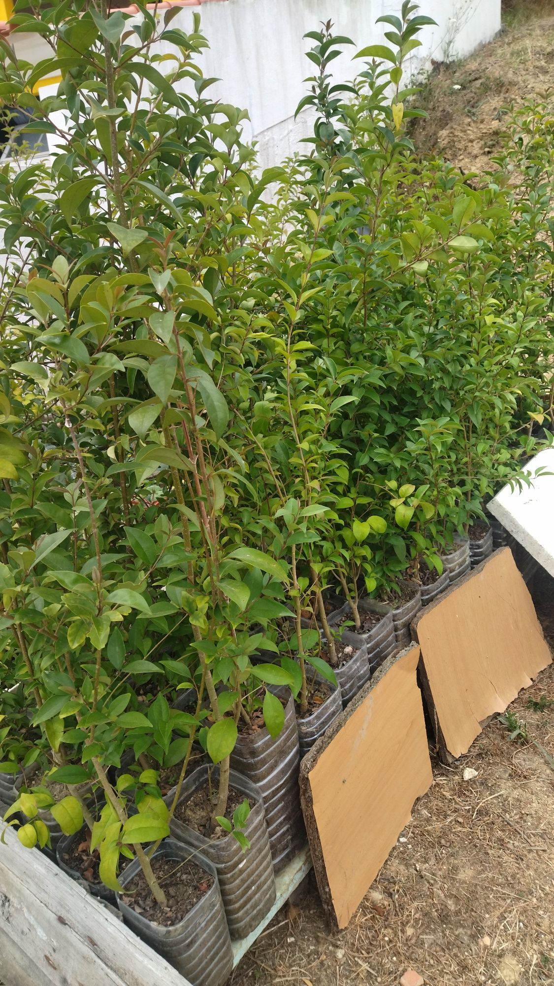 Ligustrum japonicum sebes