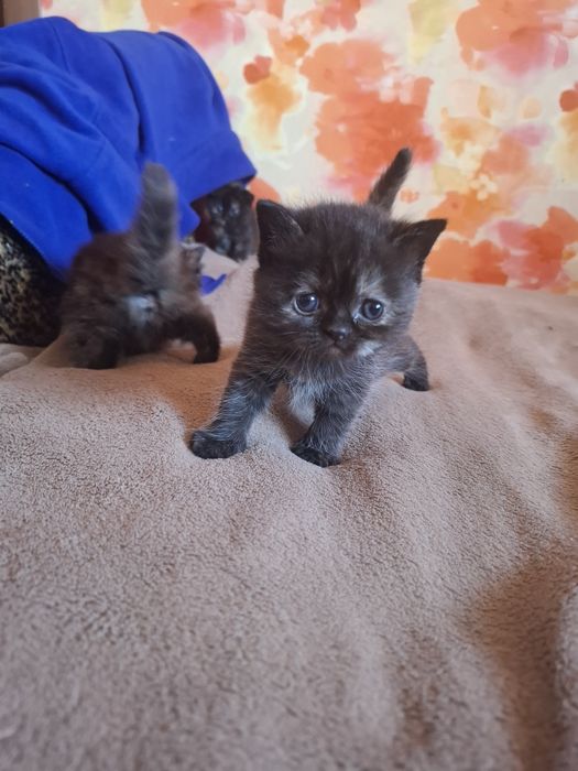 Кошенята шукають собі дім