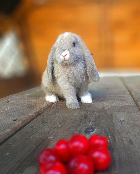 Карликовый мини кролик вислоухий баранчик