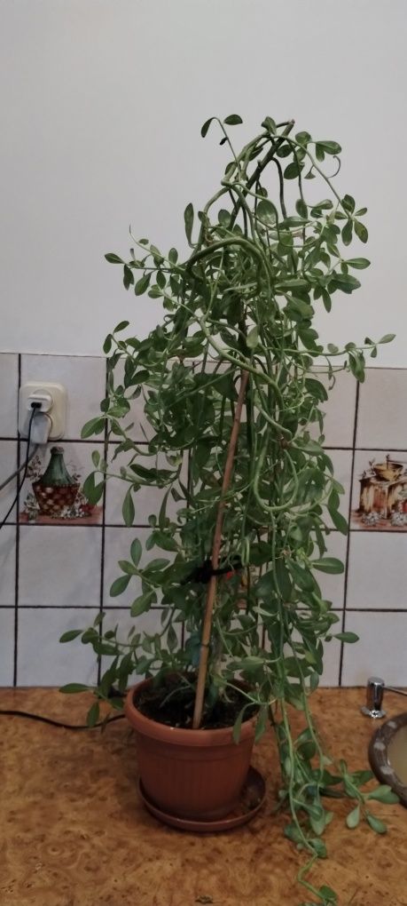 Drzewo mleczne kwiatek doniczkowy