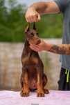 Pies Doberman FCI