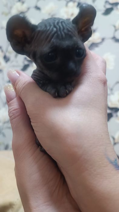 Канадский сфинкс