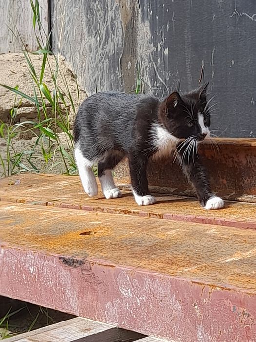 Oddam kotka w dobre ręce