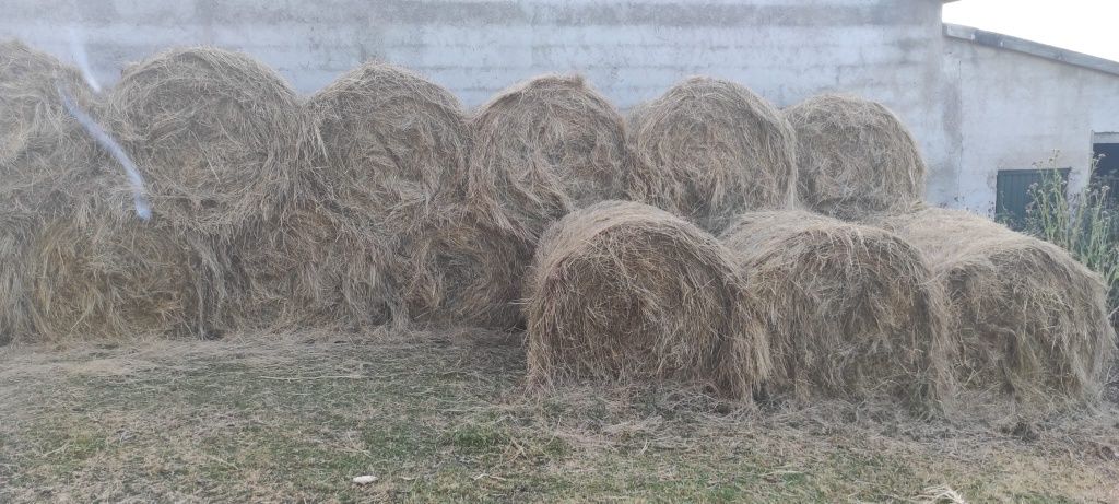 Vendo fardos de feno