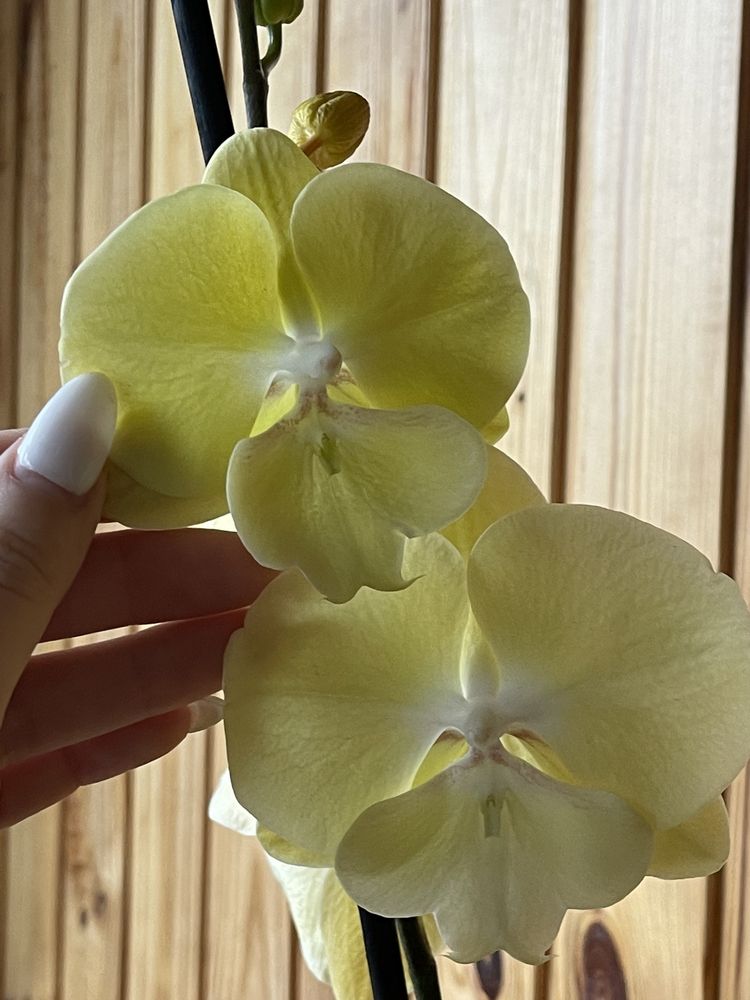 Орхидея Фаленопсис биг лип лимончелло