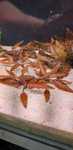 Cryptocoryne Nurii Pink  kryptokoryna
