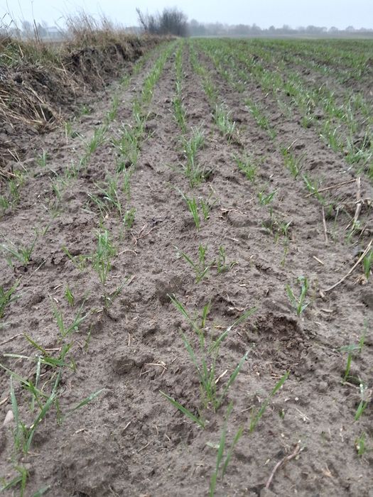 Sprzedam siewnik zbożowy poznaniak