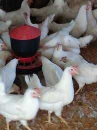 Kury nioski młode z jajkiem ! Rosa Dominant Leghorn ISA Sendi ! Dowóz!