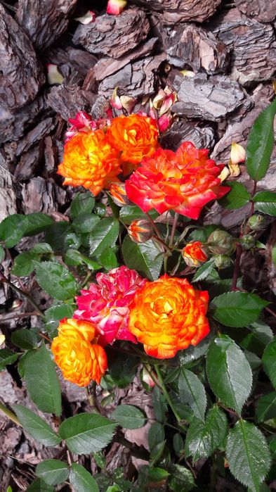 Троянди, Розы, квіти, цветы, гвоздика, бересклет, георгины, растения