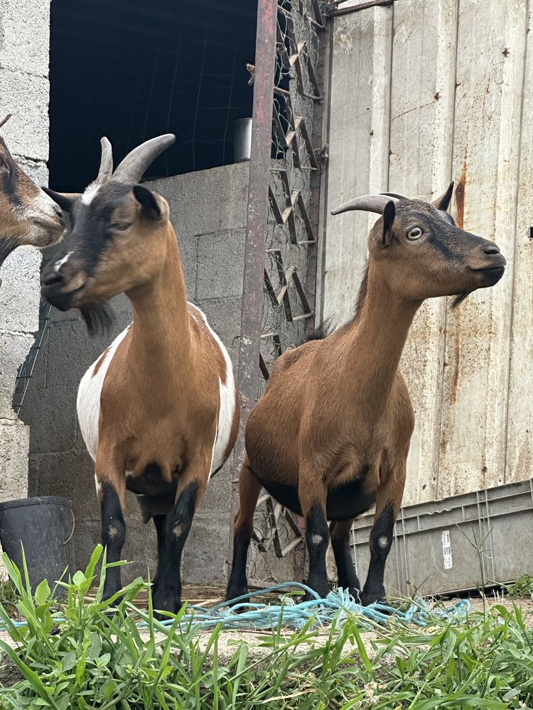 Cabras anas femeas - cheias