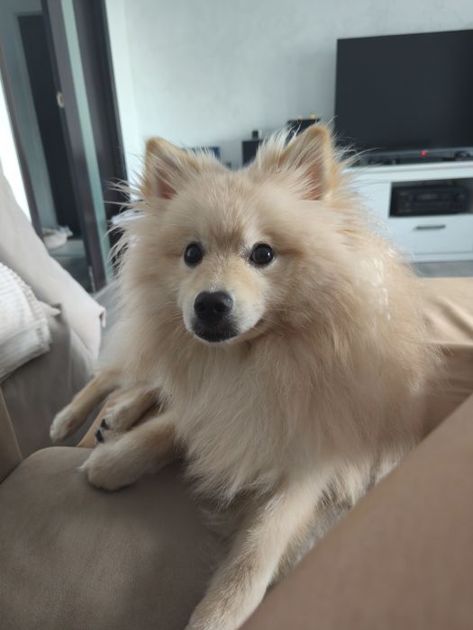 Шпіц віддаємо один рік