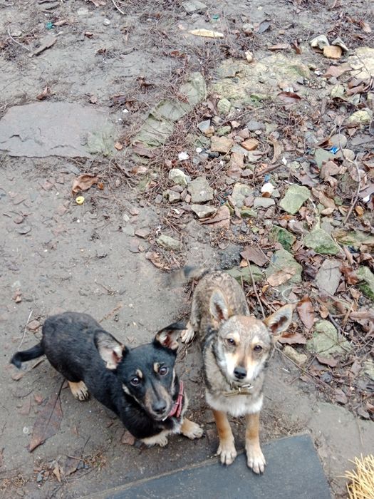 Дві 6 місячні дівчинки шукають нову родину.