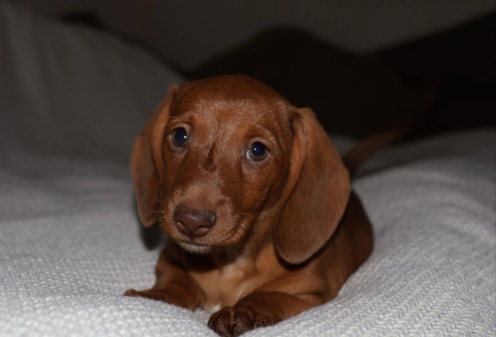 Jamnik Miniaturowy Red Unikat Piesek