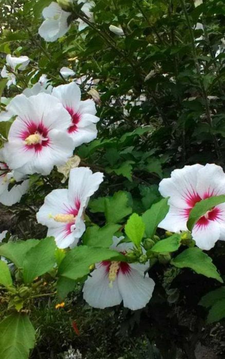 Гибискус 4-х летний-2шт