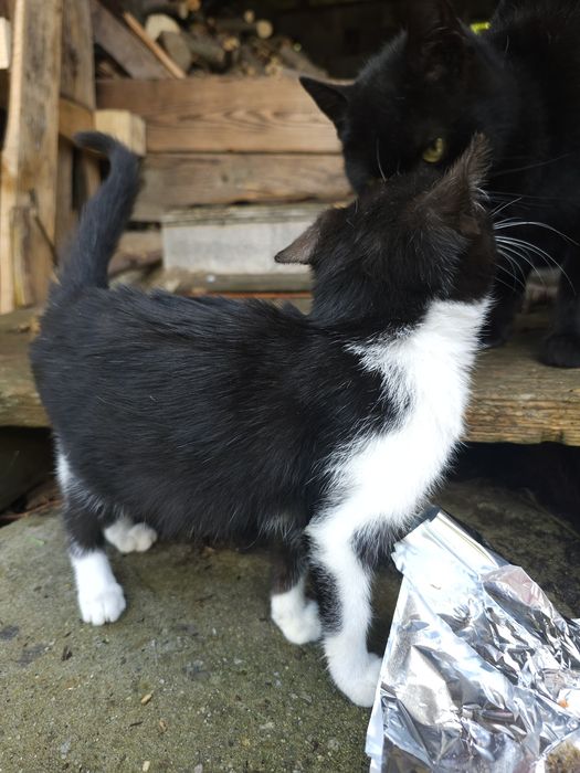 Oddam biało-czarną kotkę