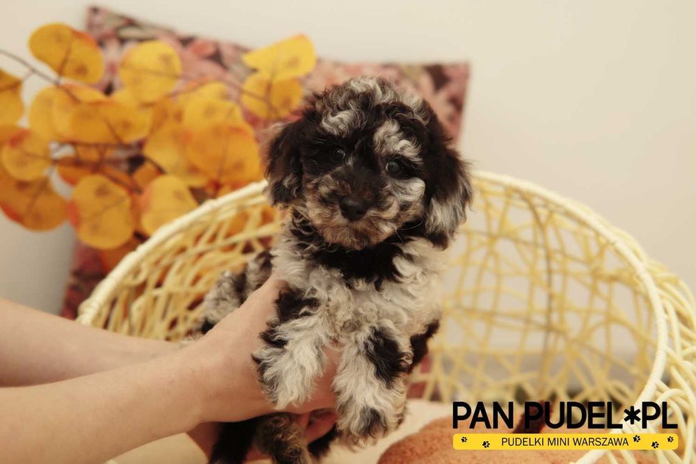 Pudel Mała Miniaturka Wyjątkowy Piesek Black Merle Już Odbiór