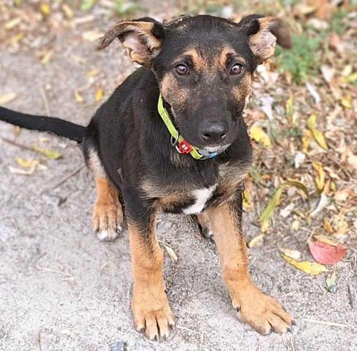 Щенята Барі, Тері і Роні шукають дім