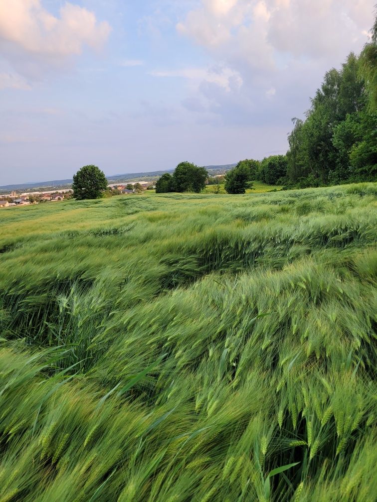 Jęczmień ozimy Giewont