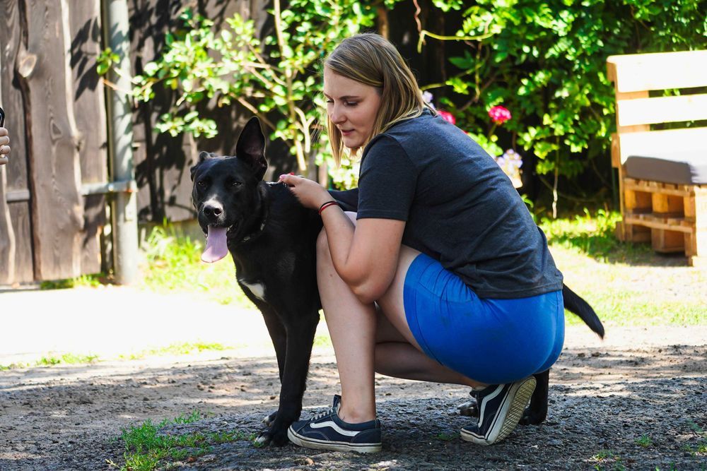 Parker - młody, energiczny pies szuka domu