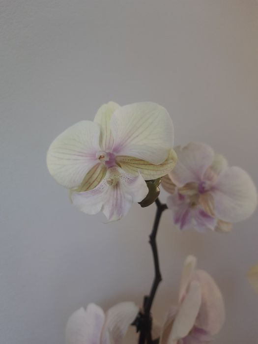 Орхидея.  Биглип