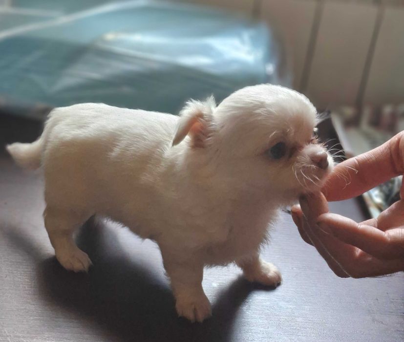 Chihuahua rodowodowe ZKWP FCI szczenię