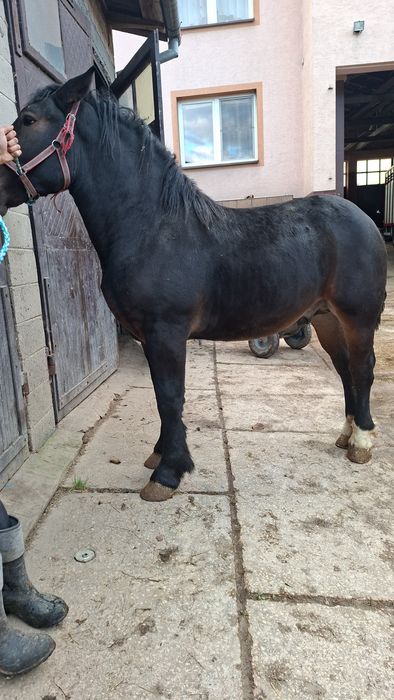 Sprzedam konia zimnokrwisty