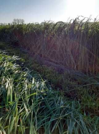 Mieszanka Gorzowska ilość 20 kg, nasiona traw, koniczyna, wyka, życica
