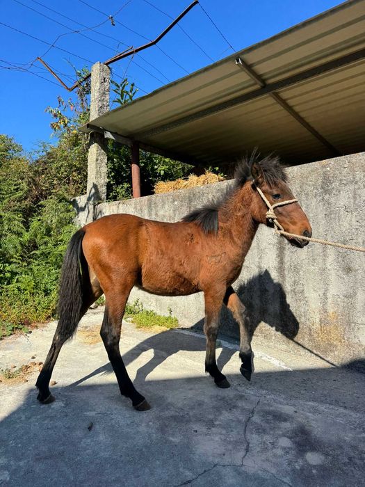 Cavalo Garrano macho