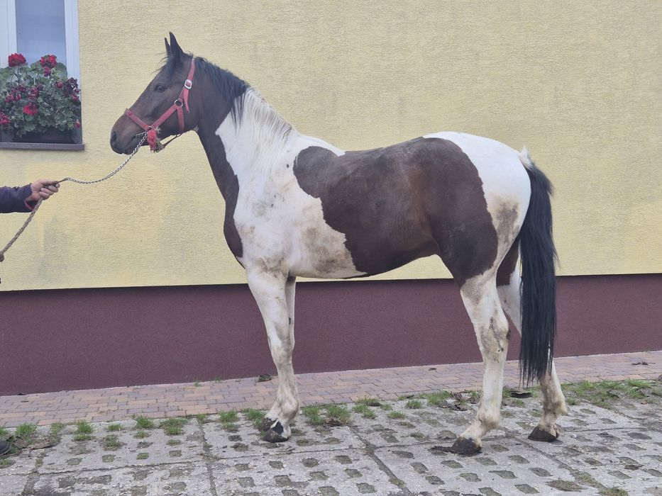 Koń wałach 2,5 roku