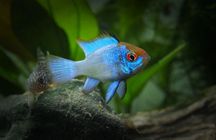 Pielęgniczka Ramireza electric blue - TINA ZOO ZABRZE