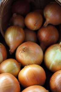 лук репчатый оптом| hurtowa sprzedaż cebuli z białorusi