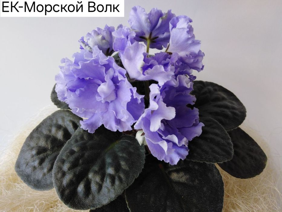 Фиалки, цветущие розетки, детки, черенки