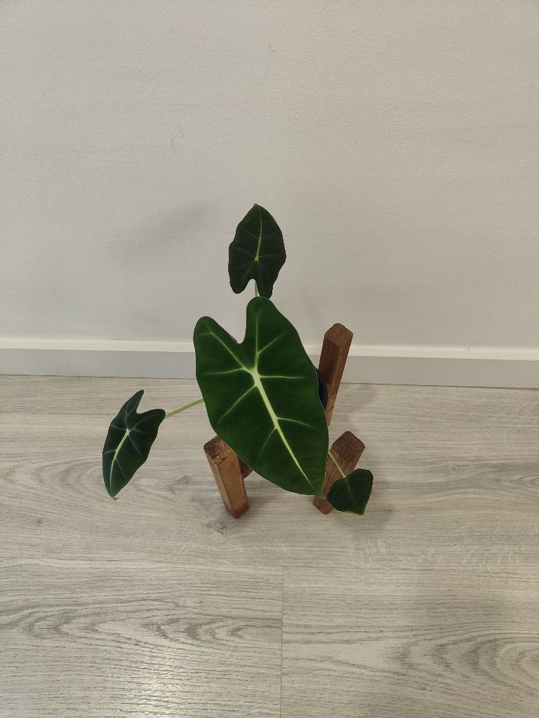 Alocasia frideck // planta interior