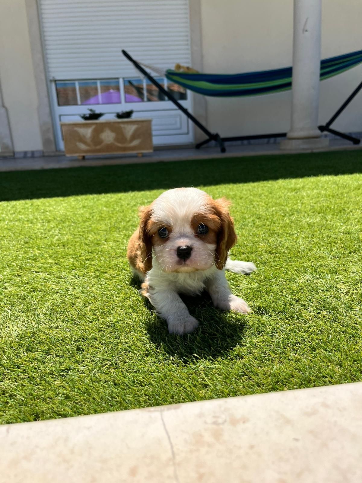 Cavalier king charle macho