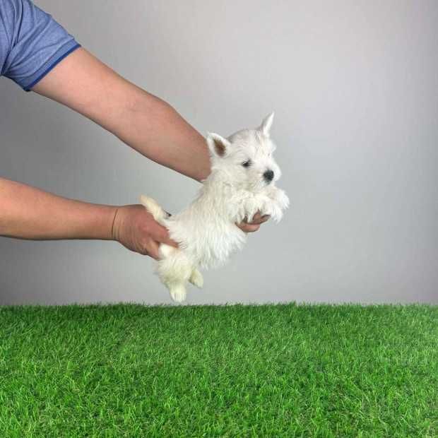 West Highland White Terrier