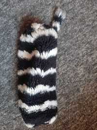 Piórnik zebra puchaty