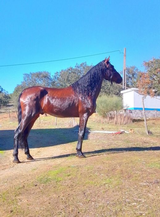 Poldro com 4 anos montado