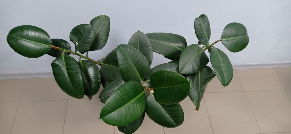 Продам фікус. Кімнатна рослина.