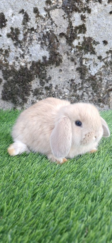 Coelho anão mini lop belier
